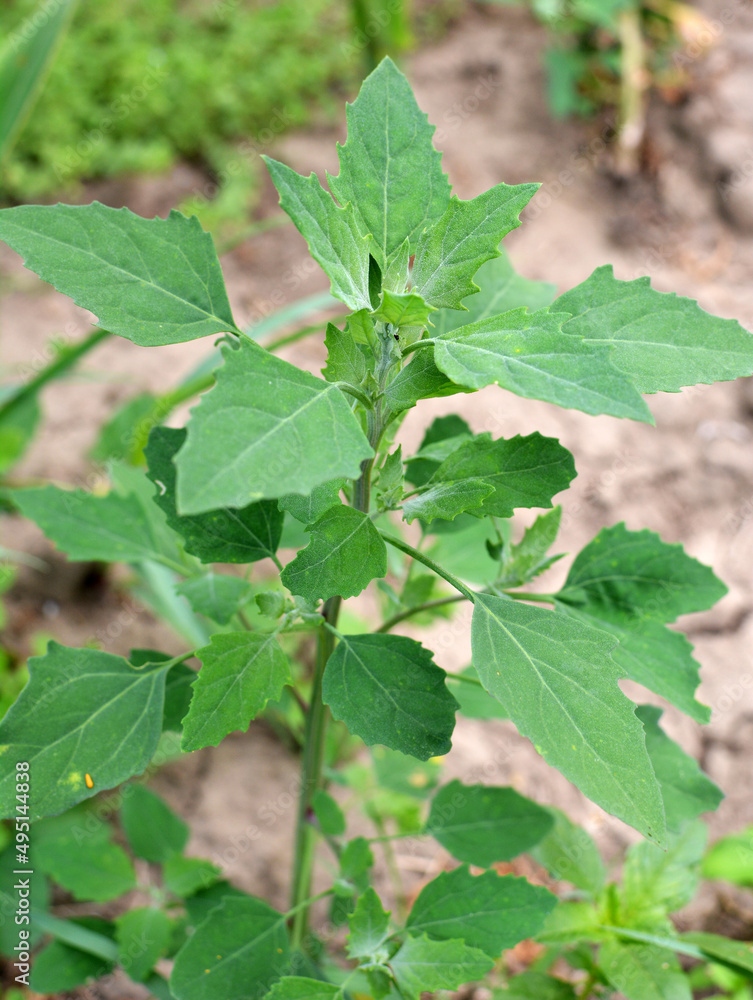 In nature, the grows fat hen (Chenopodium album) In nature, the grows fat hen (Chenopodium album)