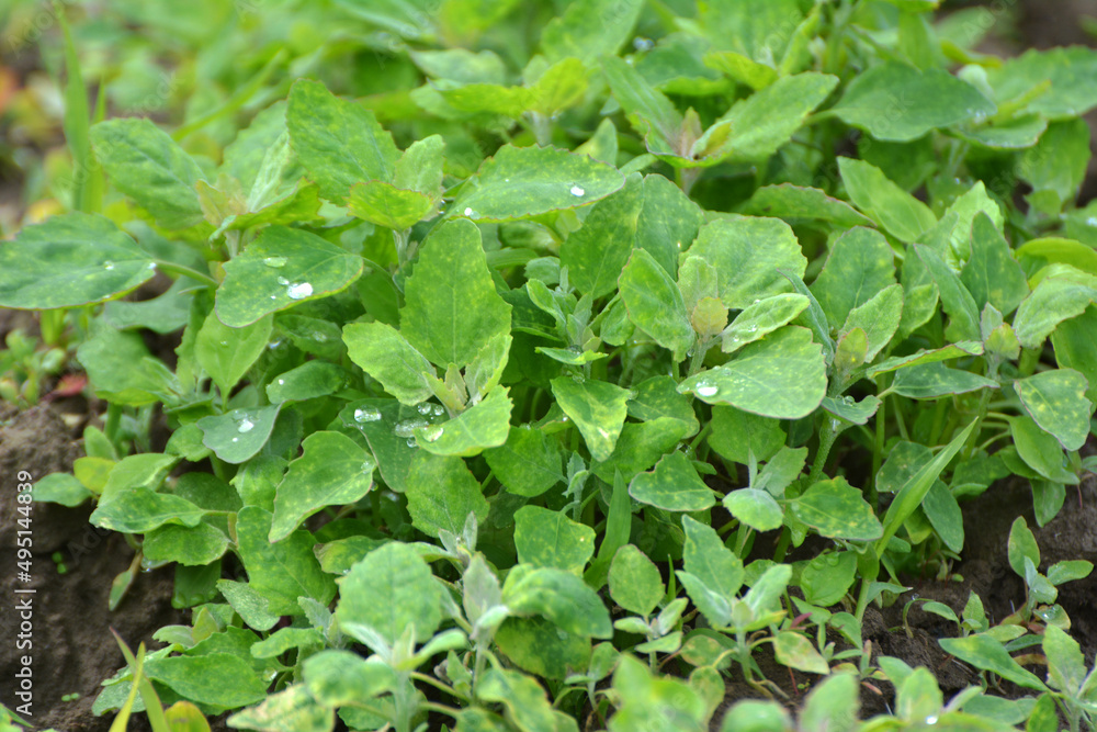 In nature, the grows fat hen (Chenopodium album) In nature, the grows fat hen (Chenopodium album)