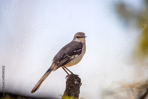 Fotografia Northern mockingbird (Mimus polyglottos) perched on three stump, close up