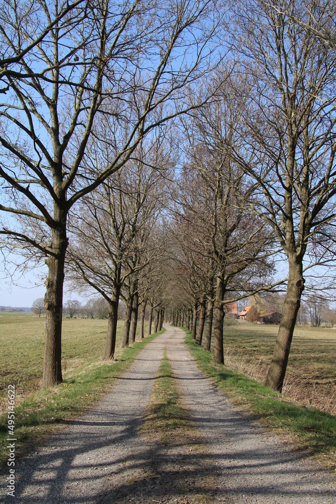 Wandern rund um Worpswede (Hiking around Worpswede, Germany) | Allee zu einem Gut nahe Worpswede (Alley to an estate near Worpswede )