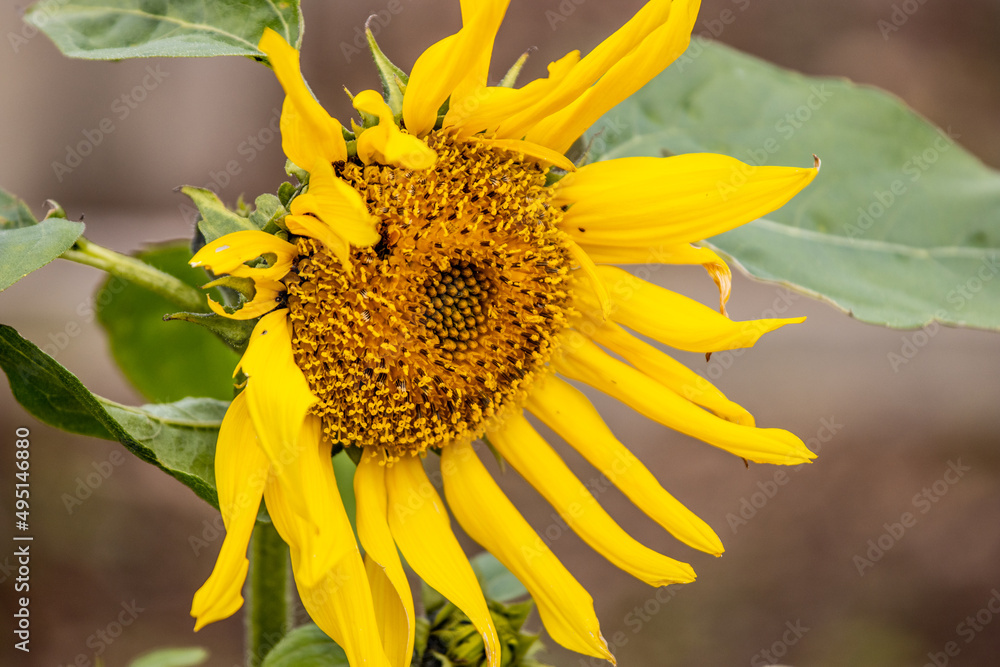 Naklejka premium Close up photo of sunflower, background with grass, spring season.
