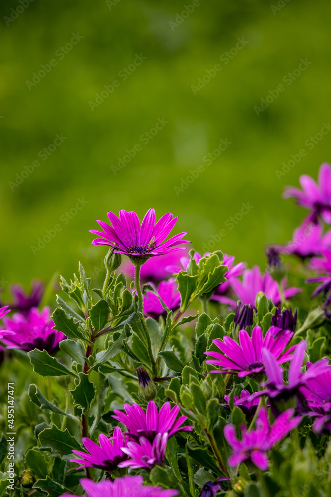 Close up photo of flowers, background with grass, spring season. Close up photo of flowers, background with grass, spring season.