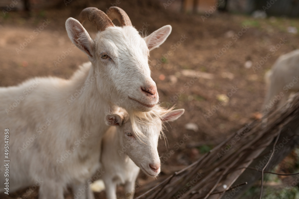 Goat and kid next to each other Goat and kid next to each other