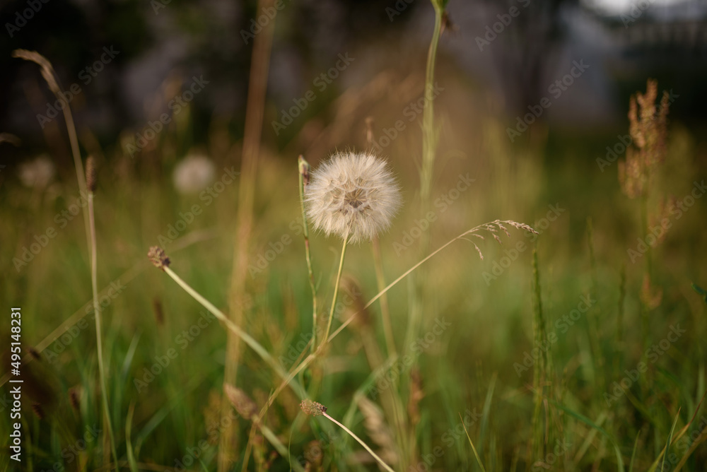 Makro white dandelion in the meadow