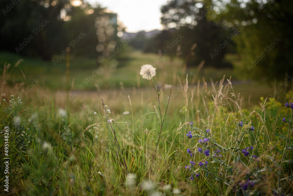 White dandelion and other flowers in the green grass
