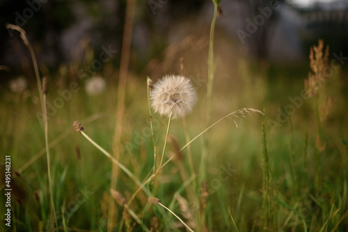 Makro white dandelion in the meadow