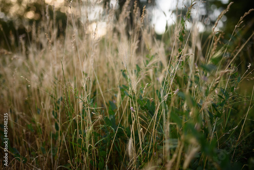 Spikes of wheat in the green grass
