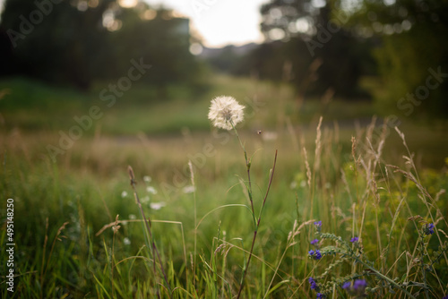 White dandelion and other white and blue flowers in green grass