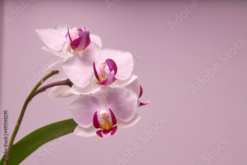 Fototapeta Naklejka Na Ścianę i Meble -  Mini orchid blossom with pink background and copy space