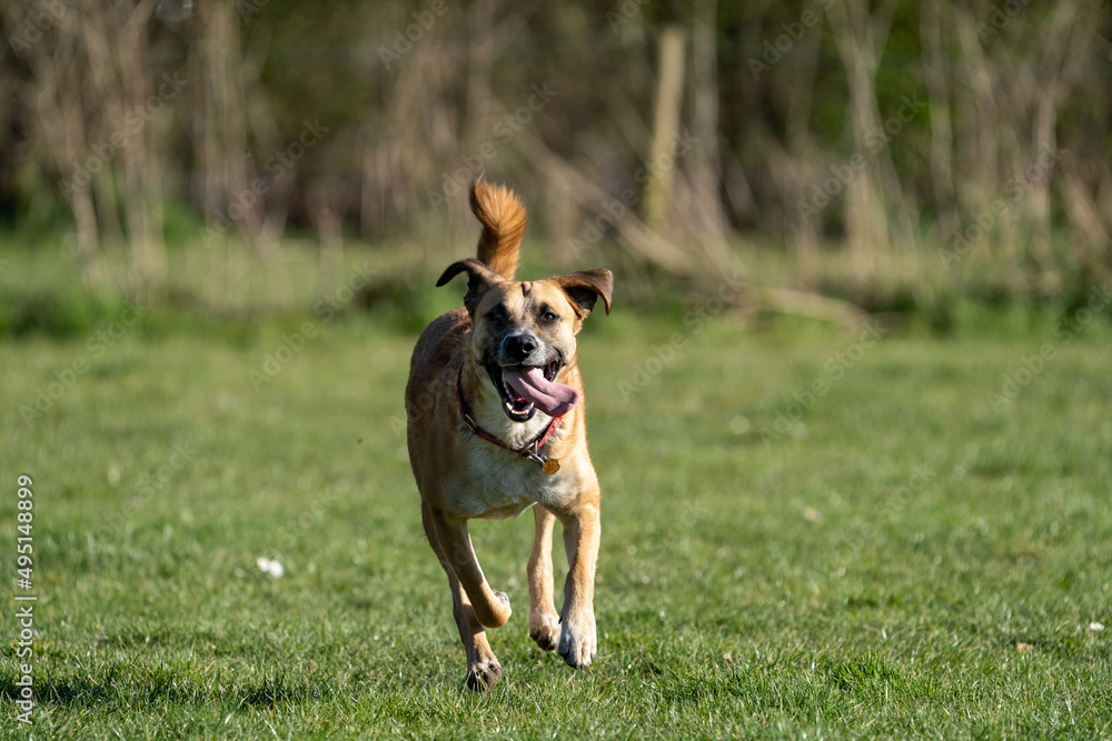 jack russell terrier running toward the camera, in green grass