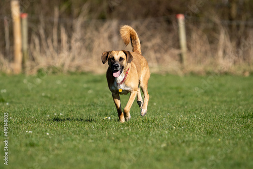 jack russell terrier running toward the camera, in green grass © LDC