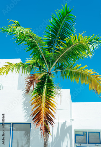 palm tree street beach miami usa florida  © Alberto GV PHOTOGRAP