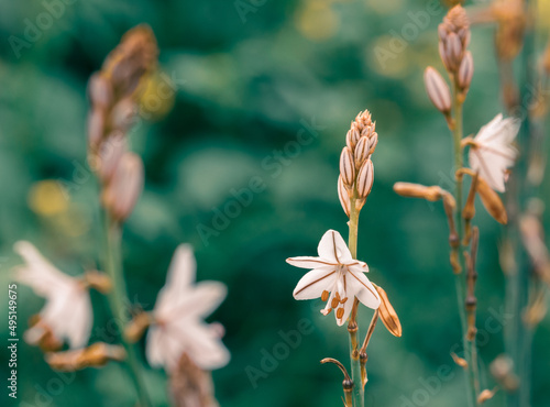 Fistulous asphodel (Asphodelus fistulosus) with nice white flowers on green and yellow background in the field photo