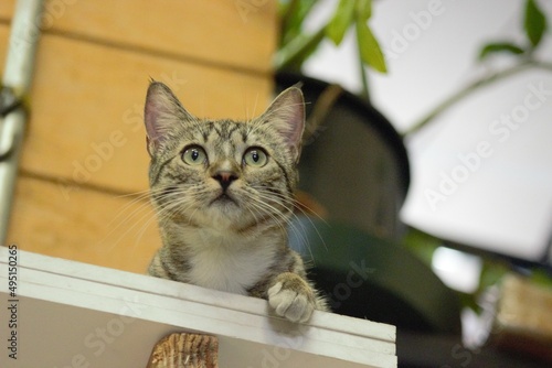 Tabby Short Hair Domestic Cat Kitten in Front of Plant Looking Out © LANDON