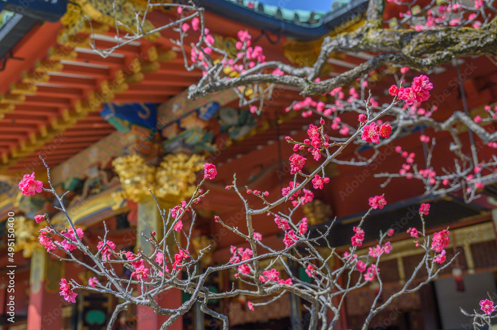 根津神社と梅の花
