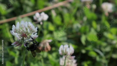 white clover in full bloom being polinated by a bee photo