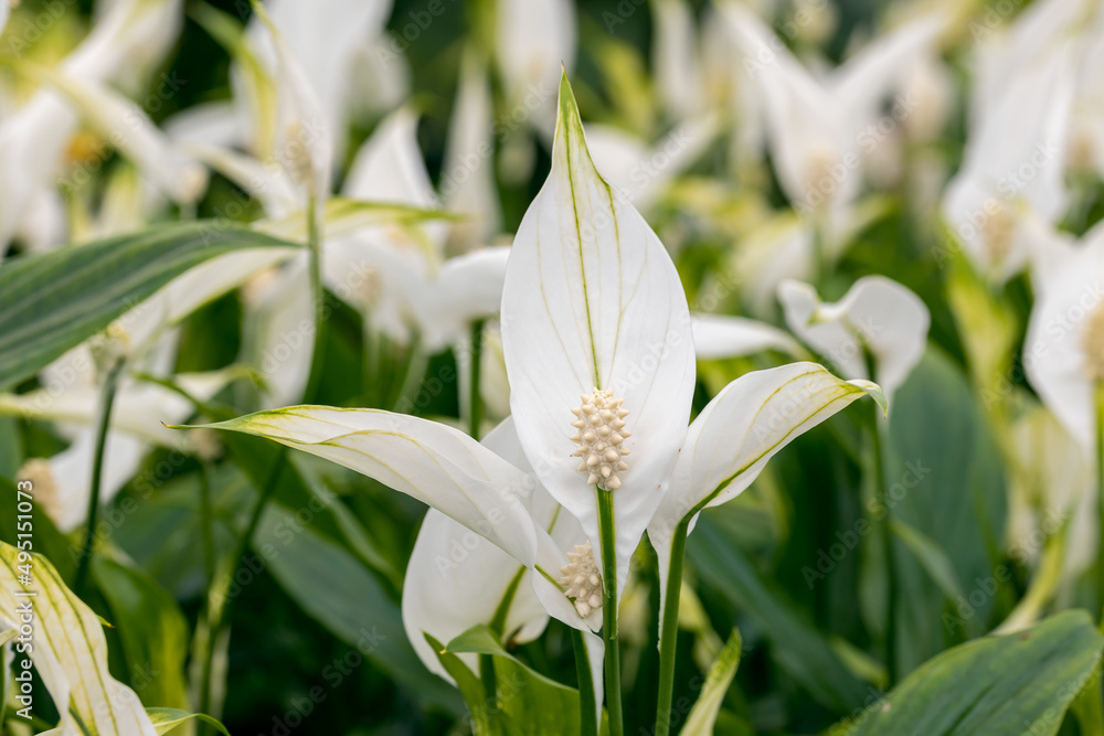 Close up on a Spathiphyllum flower. Certain Spathiphyllum plants are known as spath or peace lilies. It's a popular houseplant. Close up on a Spathiphyllum flower. Certain Spathiphyllum plants are known as spath or peace lilies. It's a popular houseplant.