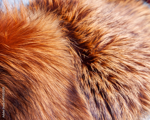 Natural fur of a red fox as texture 