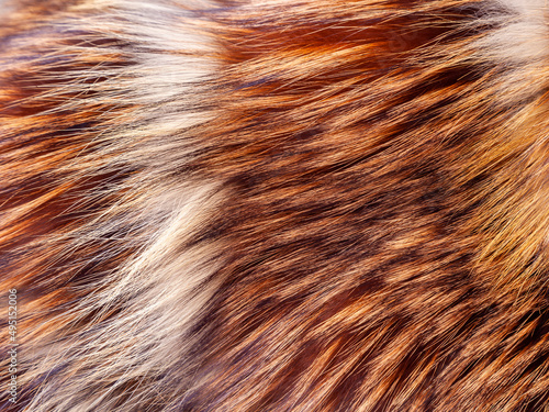Natural fur of a red fox as texture 