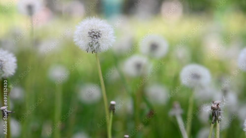Fluffy white dandelion flowers swaying in the wind among green grass in the field. White fluffy dandelion in green grass swaying in the wind during the day, cloudy weather. Fluffy white dandelion flowers swaying in the wind among green grass in the field. White fluffy dandelion in green grass swaying in the wind during the day, cloudy weather.