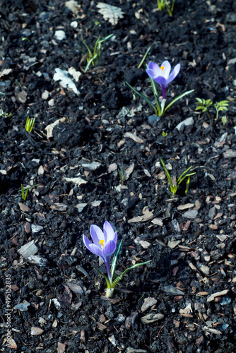 Violet crocuses in spring 