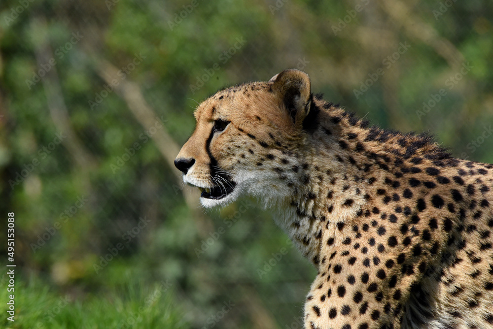 wunderschöner Gepard wunderschöner Gepard