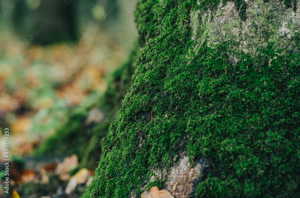 Beautiful green moss on  bark of  tree in the forest. The aroma of autumn. Photo for wallpaper.