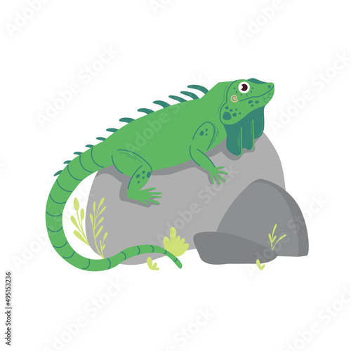 Cute green Iguana with long tail on stones. Zoo cute animal for kids design isolated on white