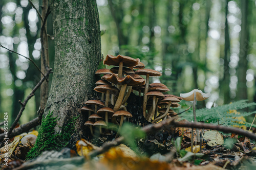 Fototapeta Naklejka Na Ścianę i Meble -  Inspirational autumn photo with mushrooms. Outdoor recreation.