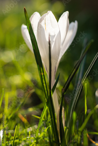white crocus flowering in the garden