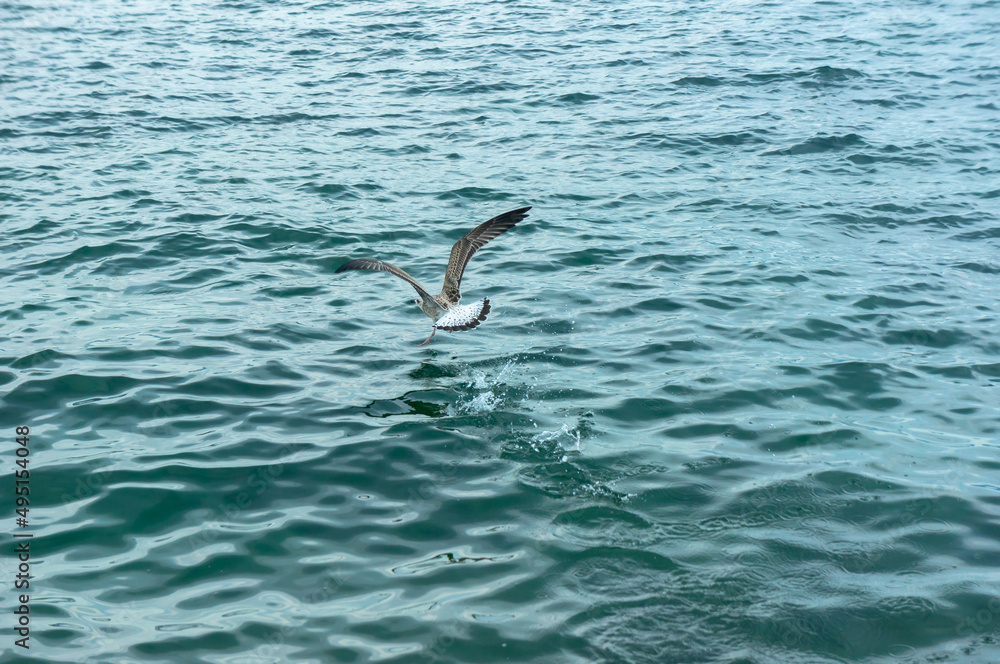 A seagull soaring above the water.