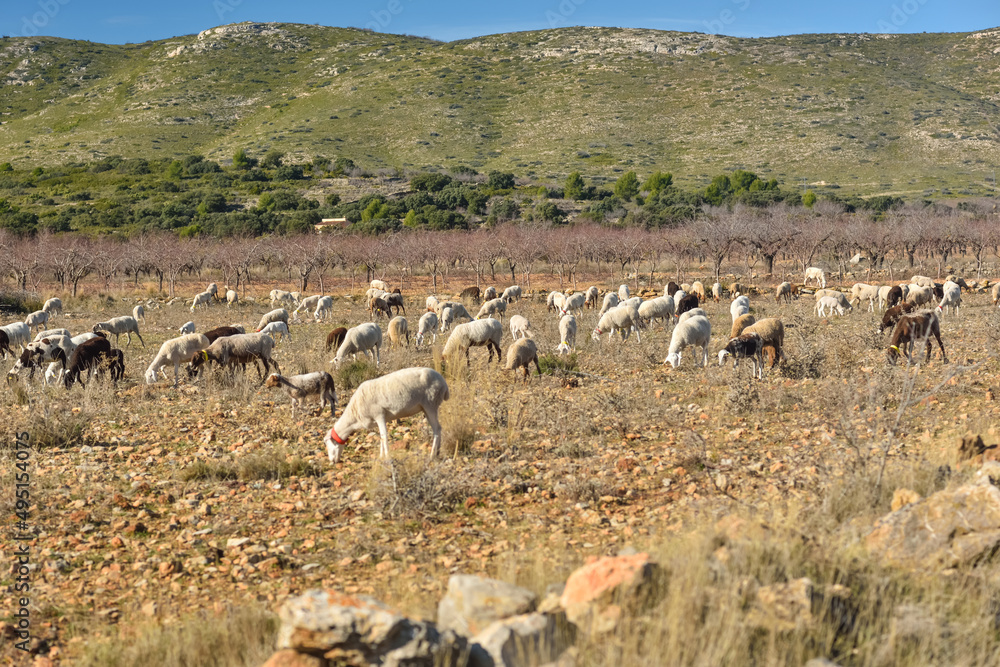 Sacanet, Valencia, Spain: 12.20.2020; The flock of sheep like animal husbandry