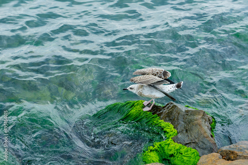 Seagull sitting on the stones by the sea