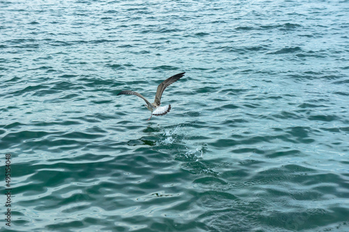 A seagull soaring above the water. © Vitaly