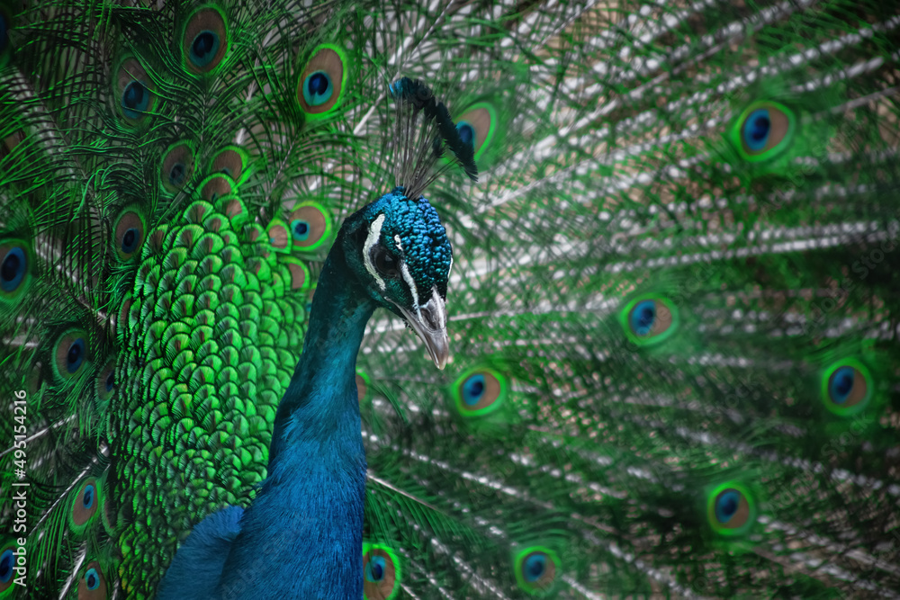 Obraz premium The peacock fluffed his tail. Incredibly beautiful plumage. A graceful bird. Wildlife photography.