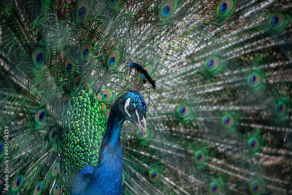 Obraz premium The peacock fluffed his tail. Incredibly beautiful plumage. A graceful bird. Wildlife photography.