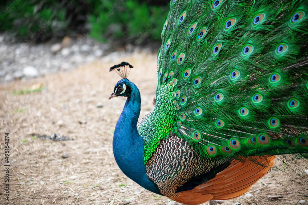 Fototapeta premium The peacock fluffed his tail. Incredibly beautiful plumage. A graceful bird. Wildlife photography.