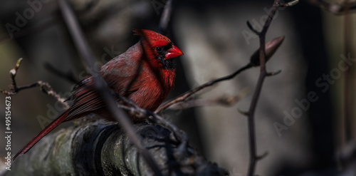 Backyard Critters