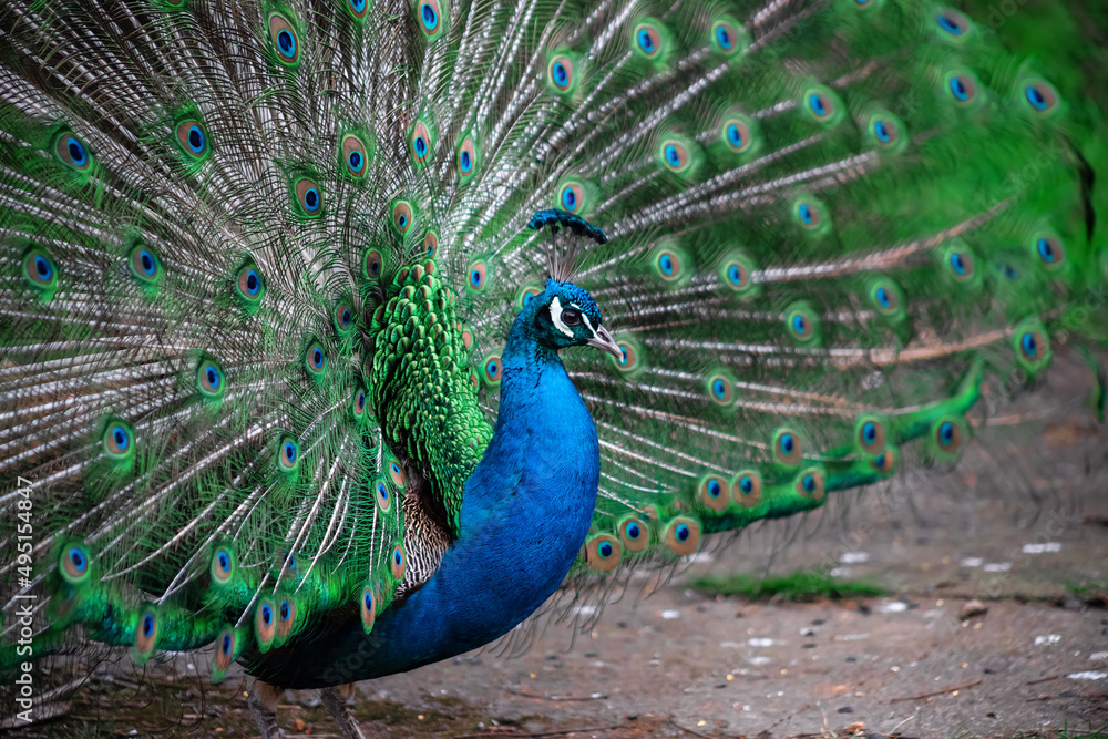 Naklejka premium The peacock fluffed his tail. Incredibly beautiful plumage. A graceful bird. Wildlife photography.