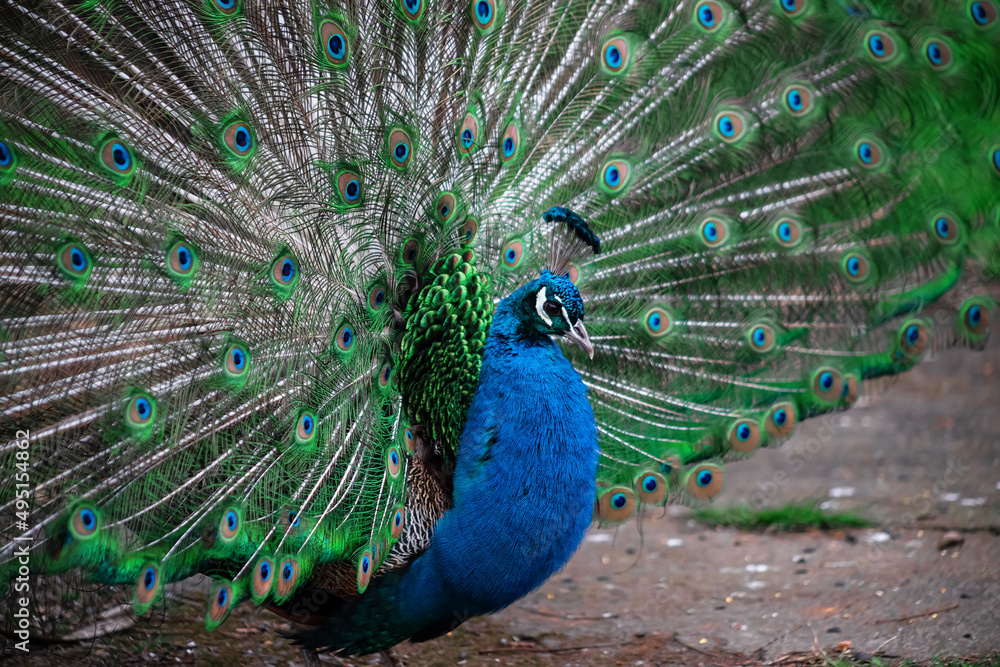 Naklejka premium The peacock fluffed his tail. Incredibly beautiful plumage. A graceful bird. Wildlife photography.