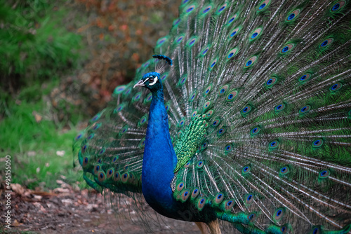 The peacock fluffed his tail. Incredibly beautiful plumage. A graceful bird. Wildlife photography.
