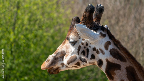 Photography portrait of giraffe