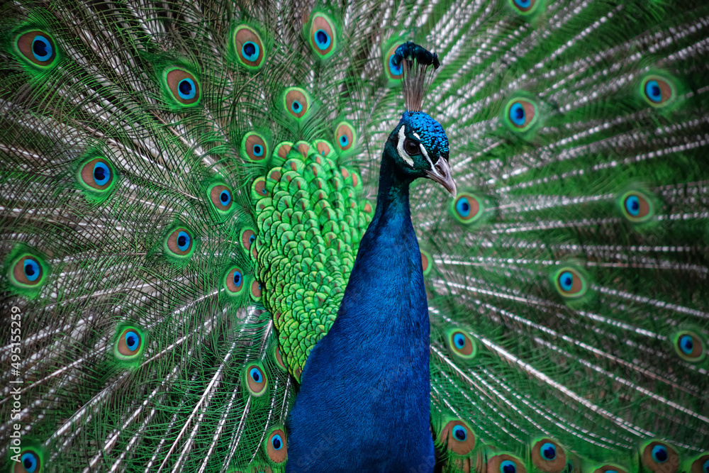 Fototapeta premium The peacock fluffed his tail. Incredibly beautiful plumage. A graceful bird. Wildlife photography.