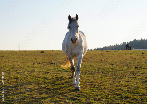 a gorgeous white stallion coming towards passers-by in the German village Birkach in Bavaria photo