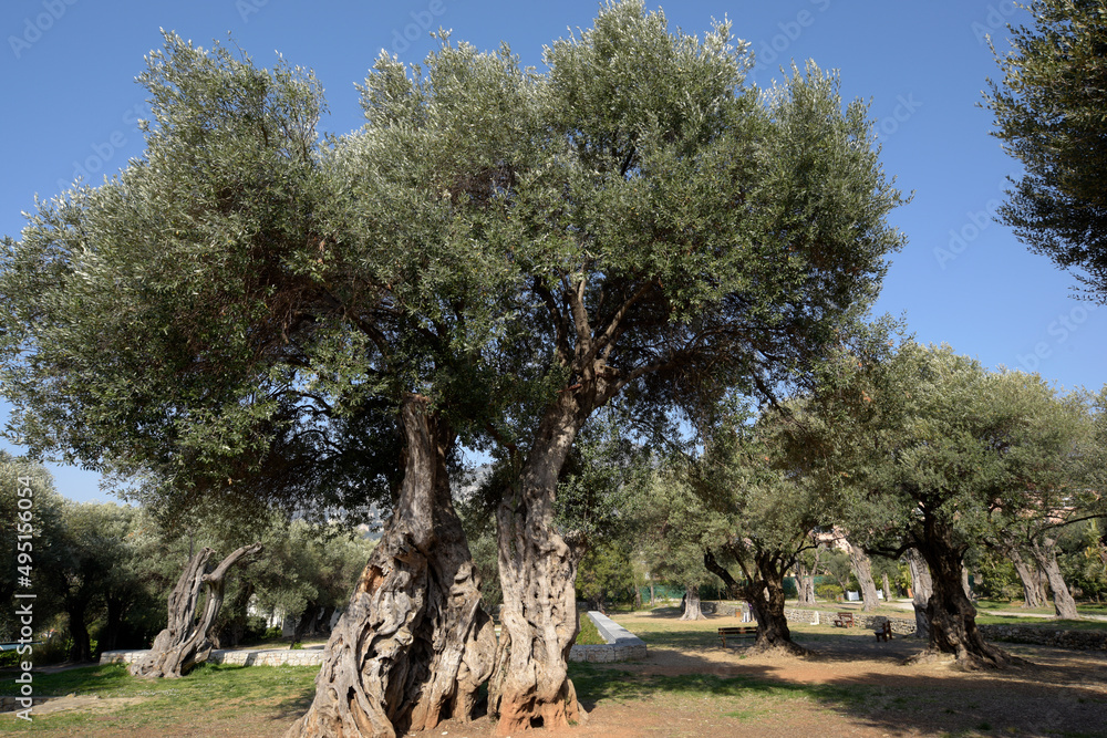 Fototapeta premium ancien olivier dans une oliveraie - Côte d'Azur