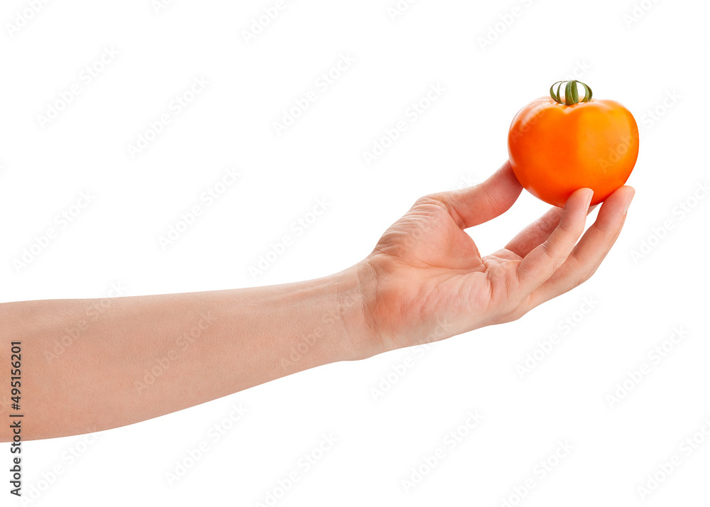 orange tomato in hand path isolated on white orange tomato in hand path isolated on white
