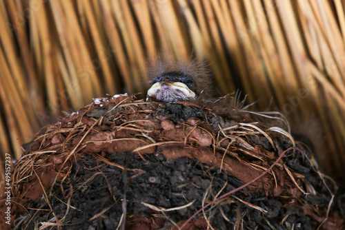 Fototapete White-throated Swallow fledgling in the nest, Pilanesberg National Park