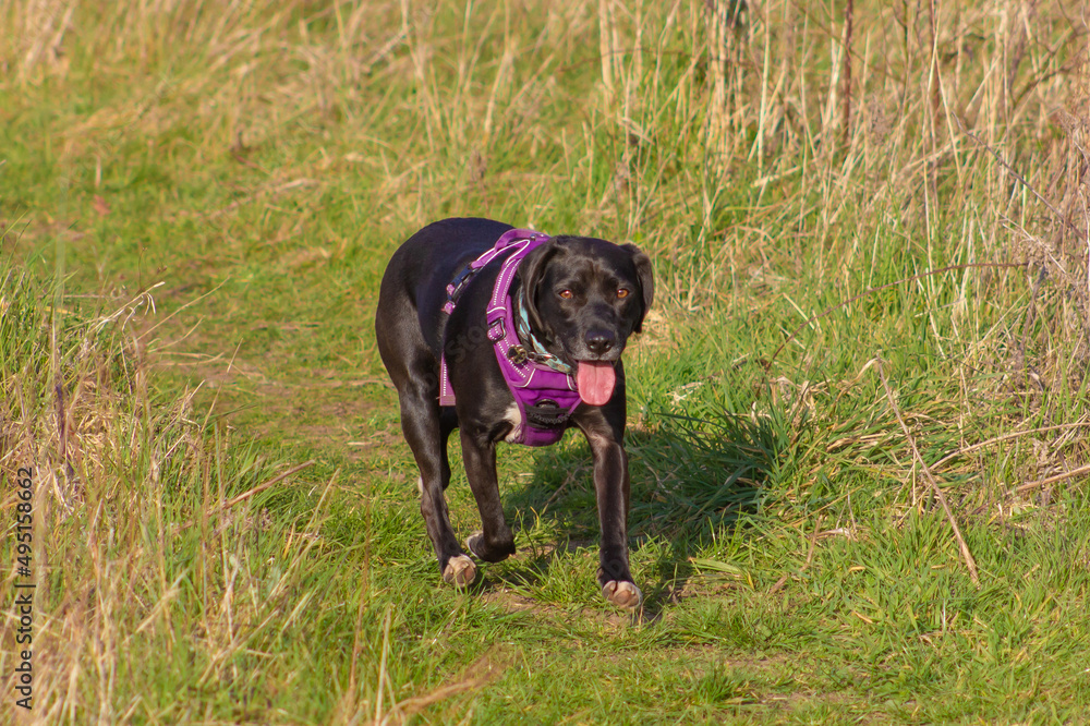 Black Labrador Panting Black Labrador Panting