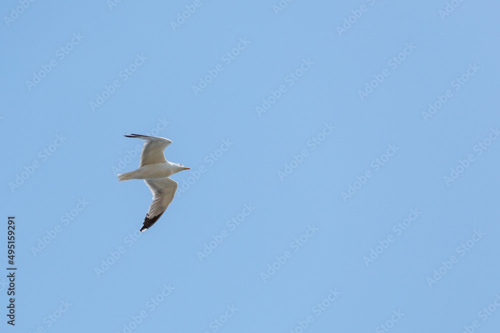 Fototapeta premium A white seagull flying in the air