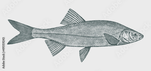Hitch lavinia exilicauda, freshwater fish from North America in side view